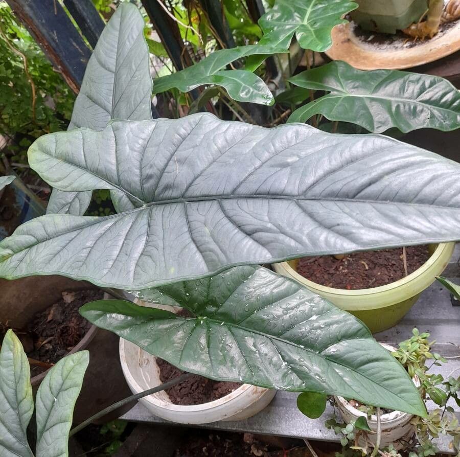 Alocasia heterophylla — search result for 'Alocasia'