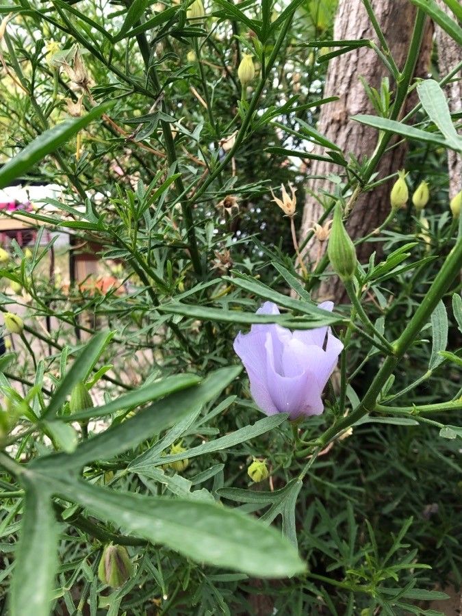 Alyogyne hakeifolia leaf