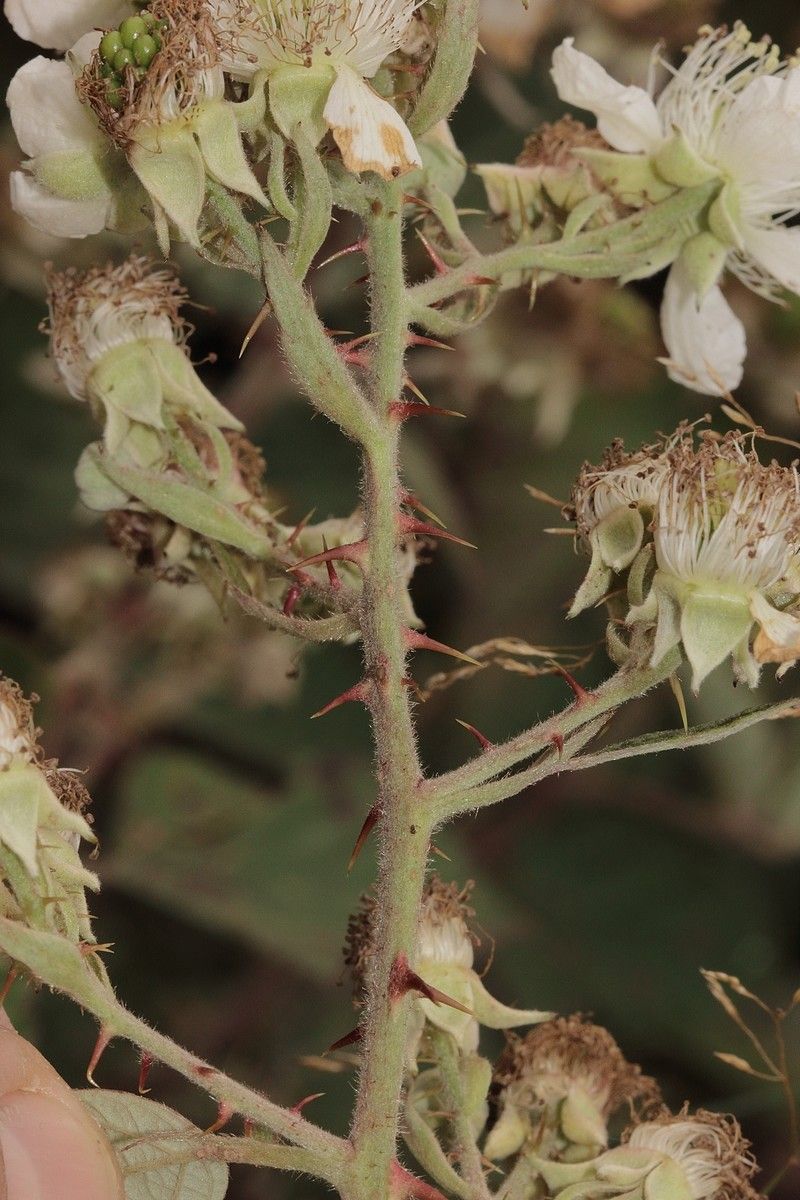 Rubus adscitus bark