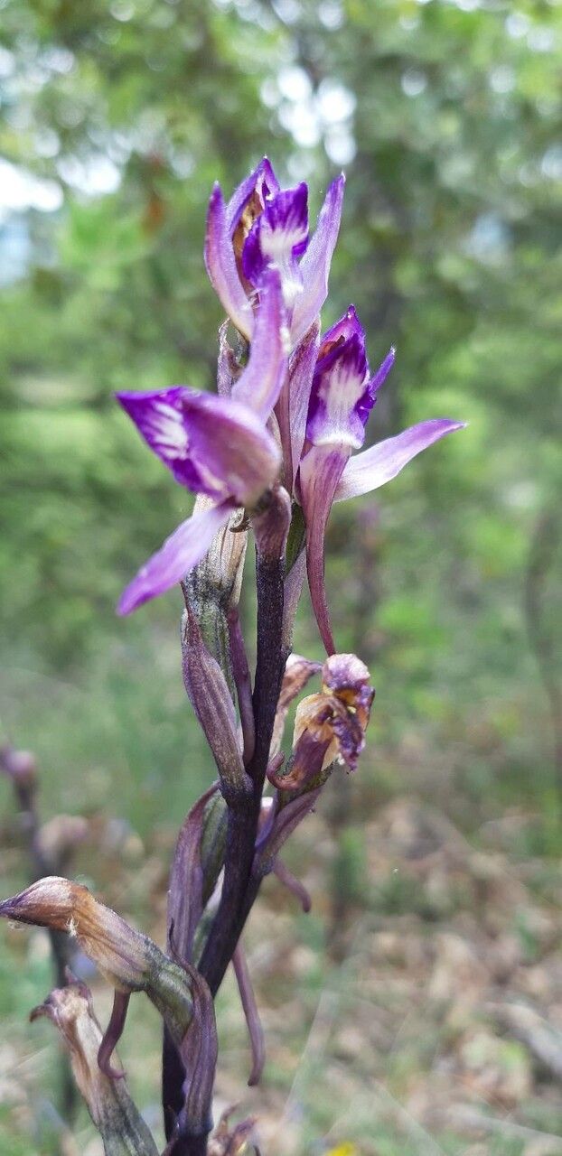 Limodorum trabutianum flower