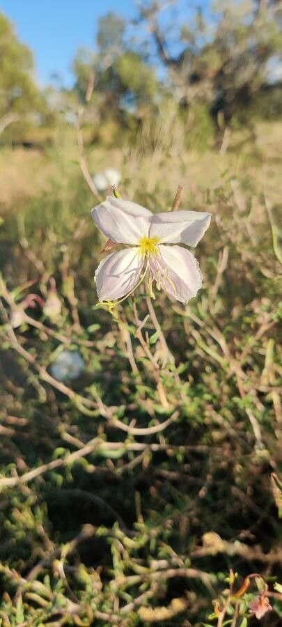 Oenothera pallida flower