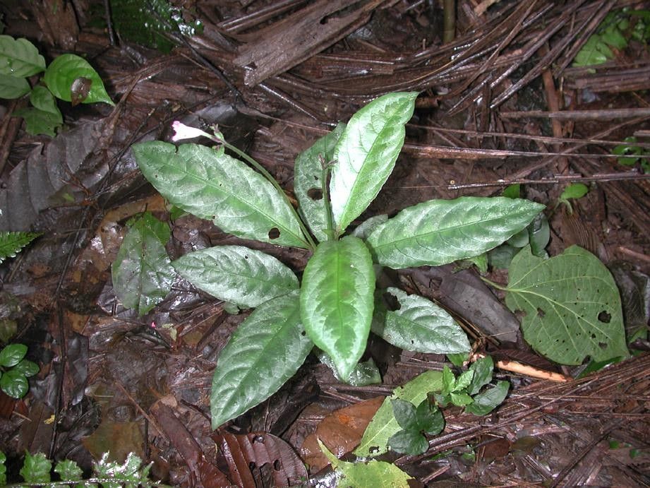 Ruellia biolleyi habit