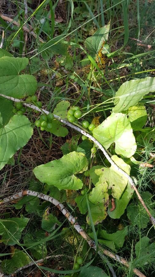 Tamus communis fruit