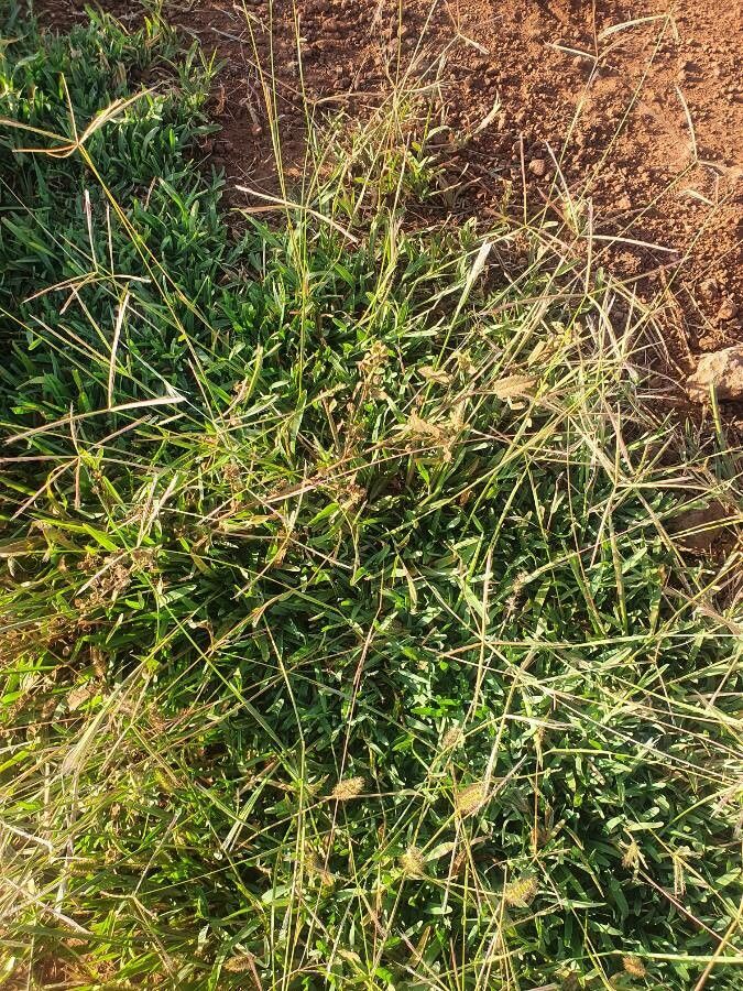 Chloris pycnothrix habit