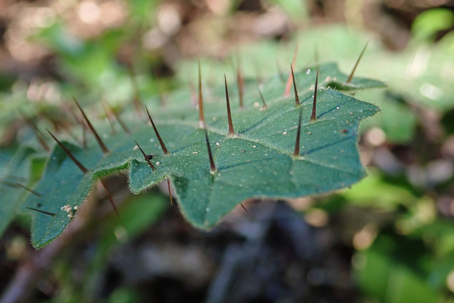 Solanum ditrichum — houseplant care guide