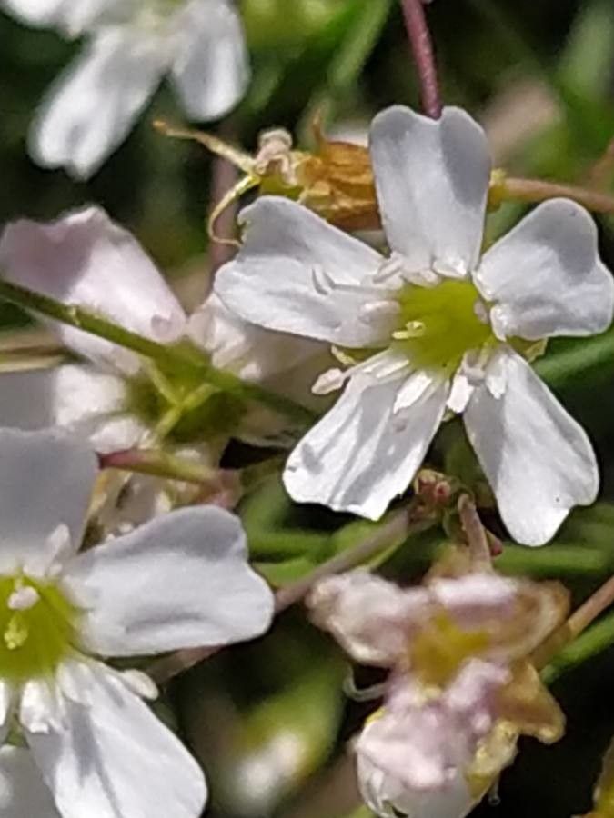 Atocion rupestre flower