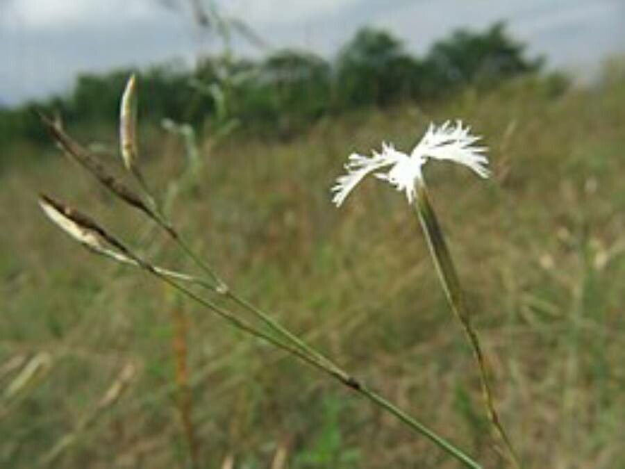 Dianthus serotinus flower