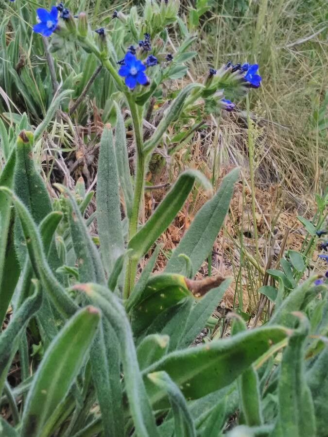Anchusa calcarea — search result for 'Anchusa'