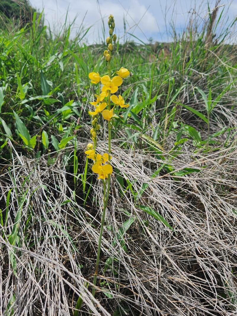 Eulophia speciosa habit