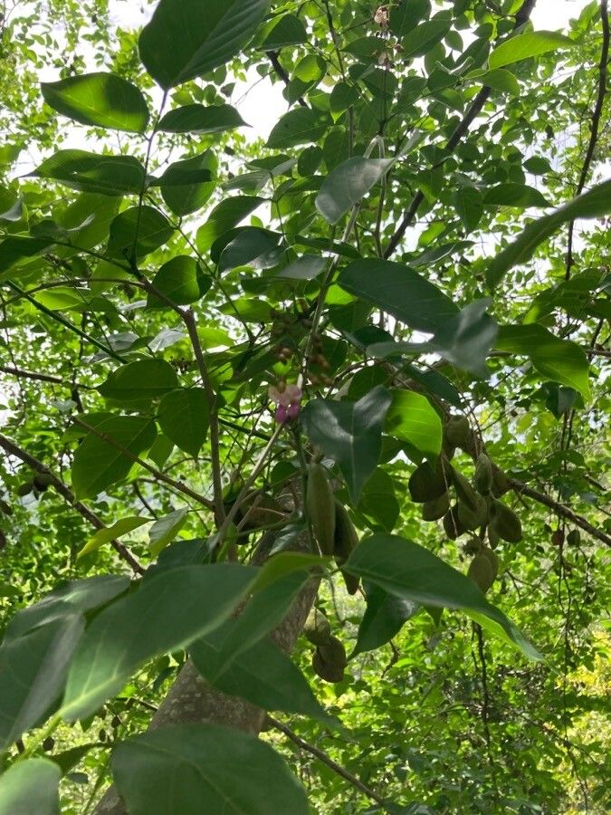 Pongamia pinnata — search result for 'Fabaceae'