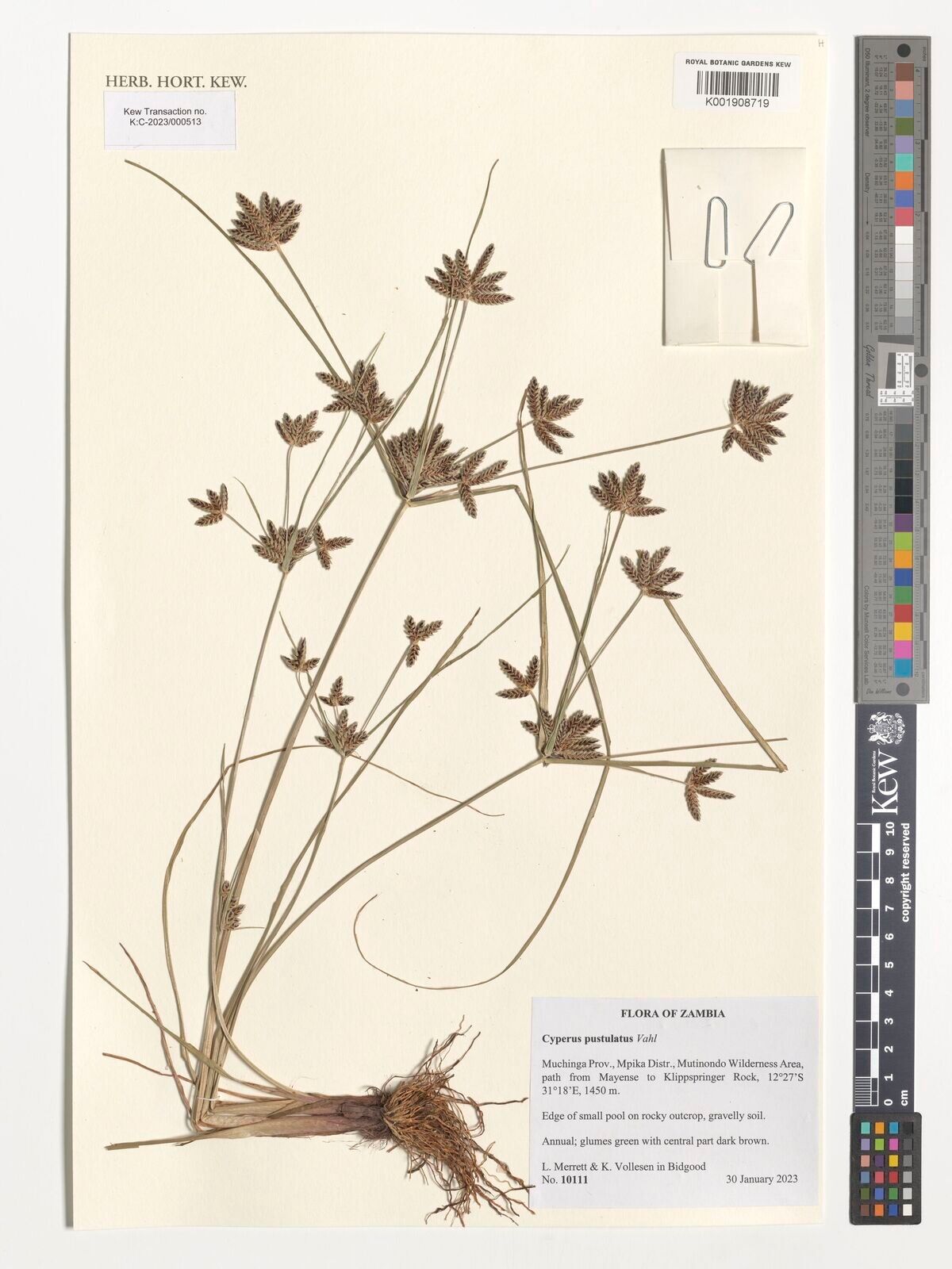 Cyperus pustulatus — houseplant care guide