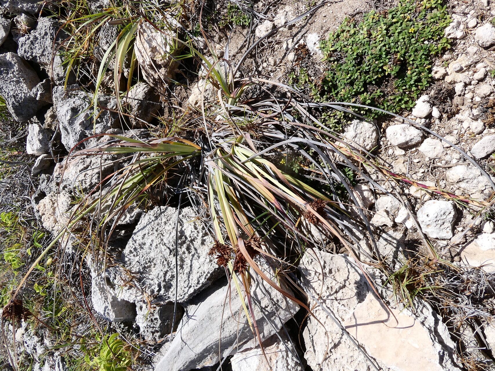 Cyperus planifolius habit