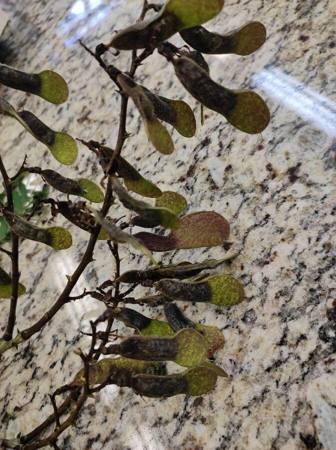 Machaerium aculeatum fruit