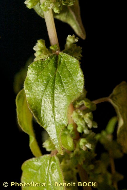 Parietaria mauritanica leaf