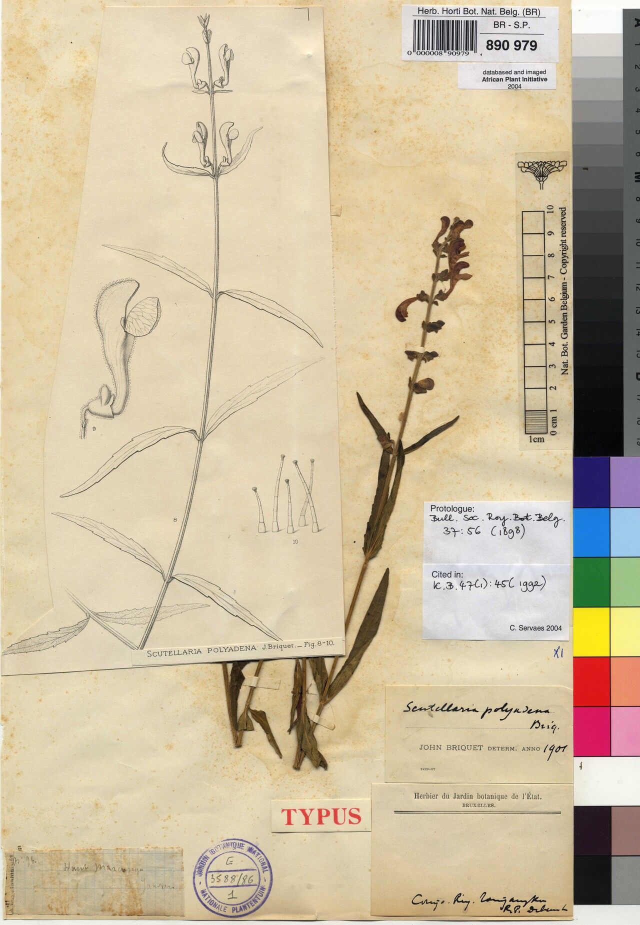 Scutellaria polyadena — houseplant care guide