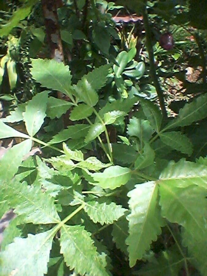 Bursera graveolens leaf