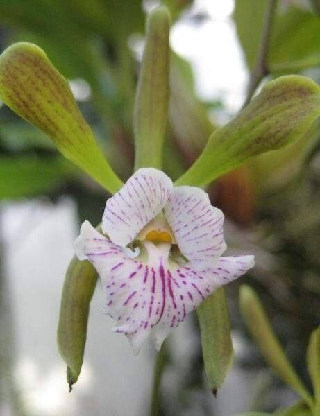 Encyclia pyriformis — houseplant care guide