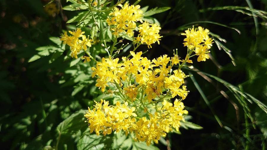Descurainia tanacetifolia flower