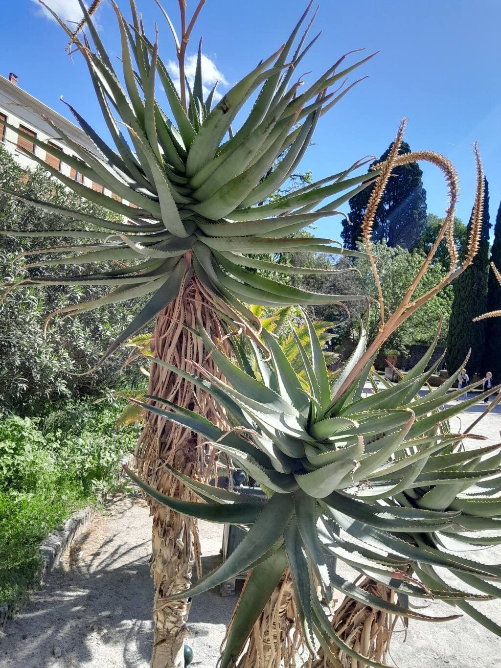 Aloe × caesia — houseplant care guide