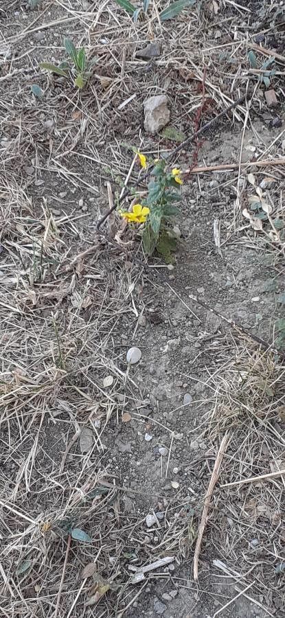 Viola purpurea flower