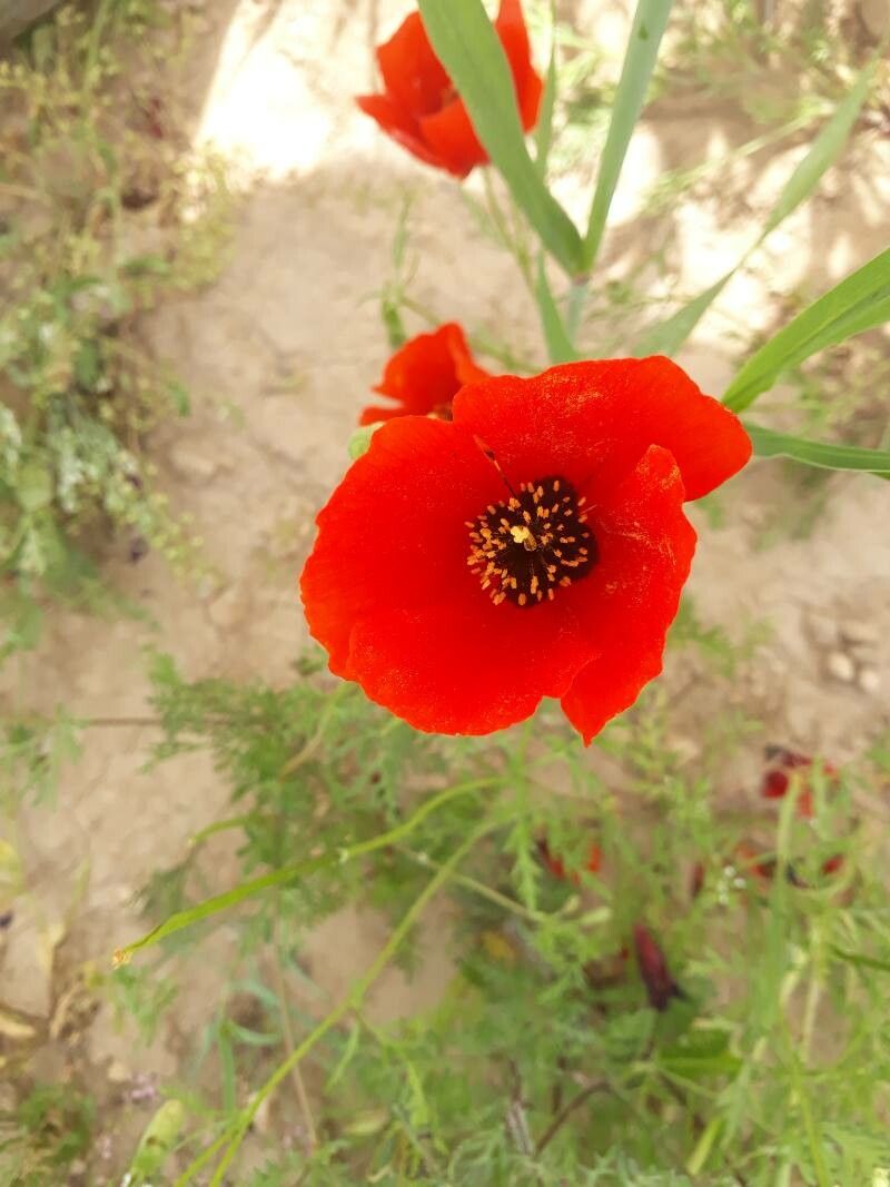 Roemeria refracta flower