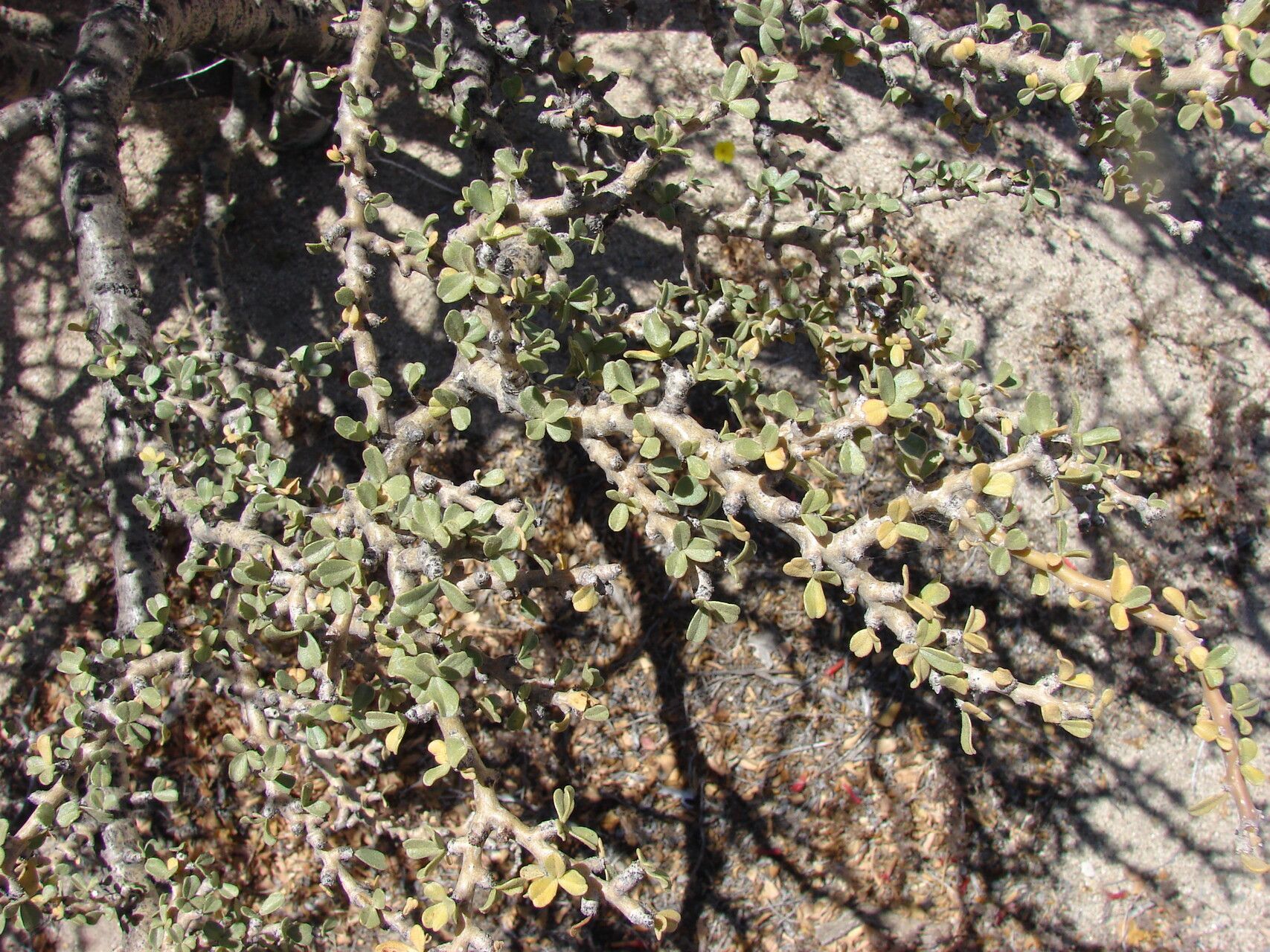Jatropha cuneata bark