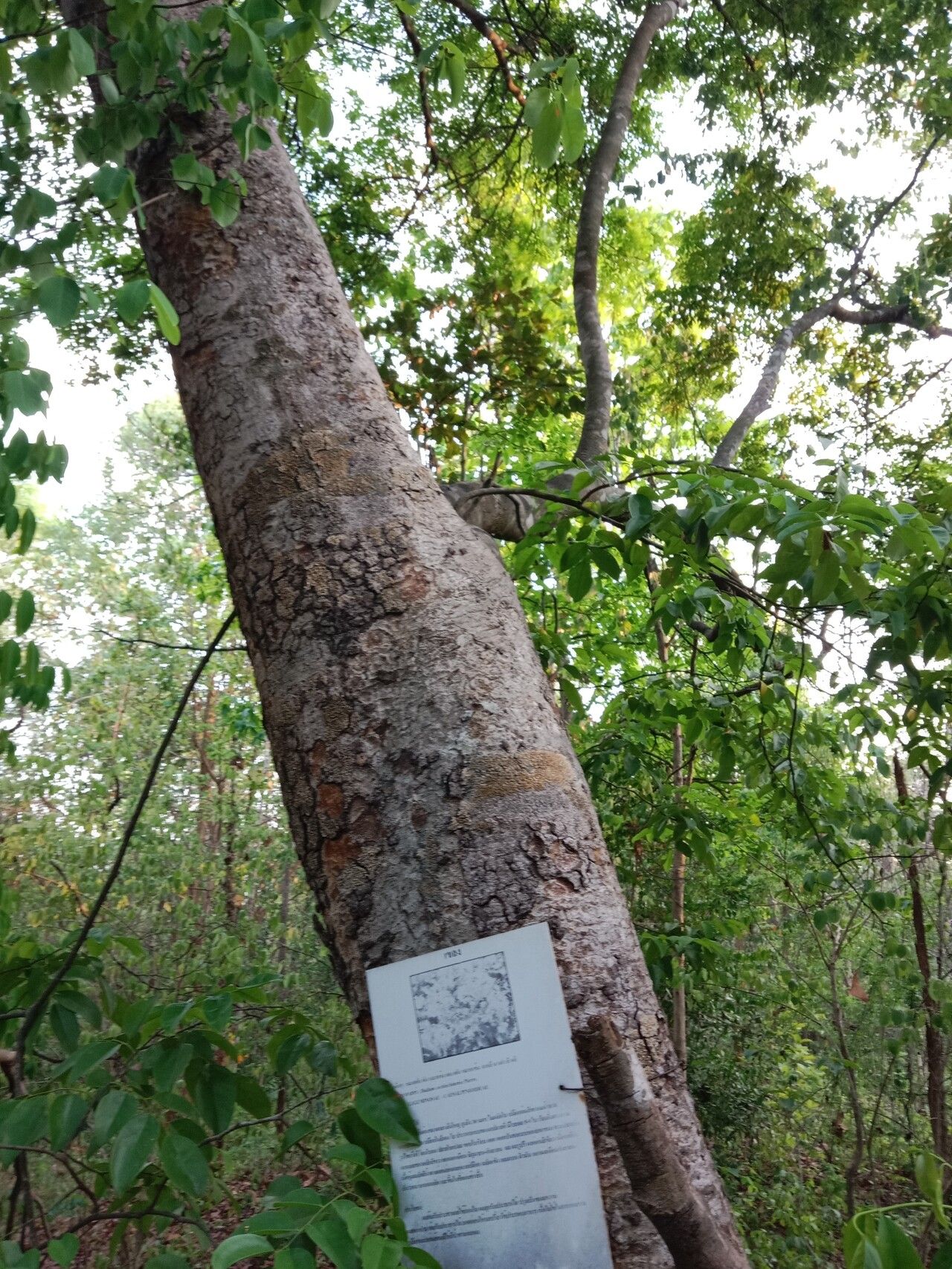 Dialium cochinchinense bark