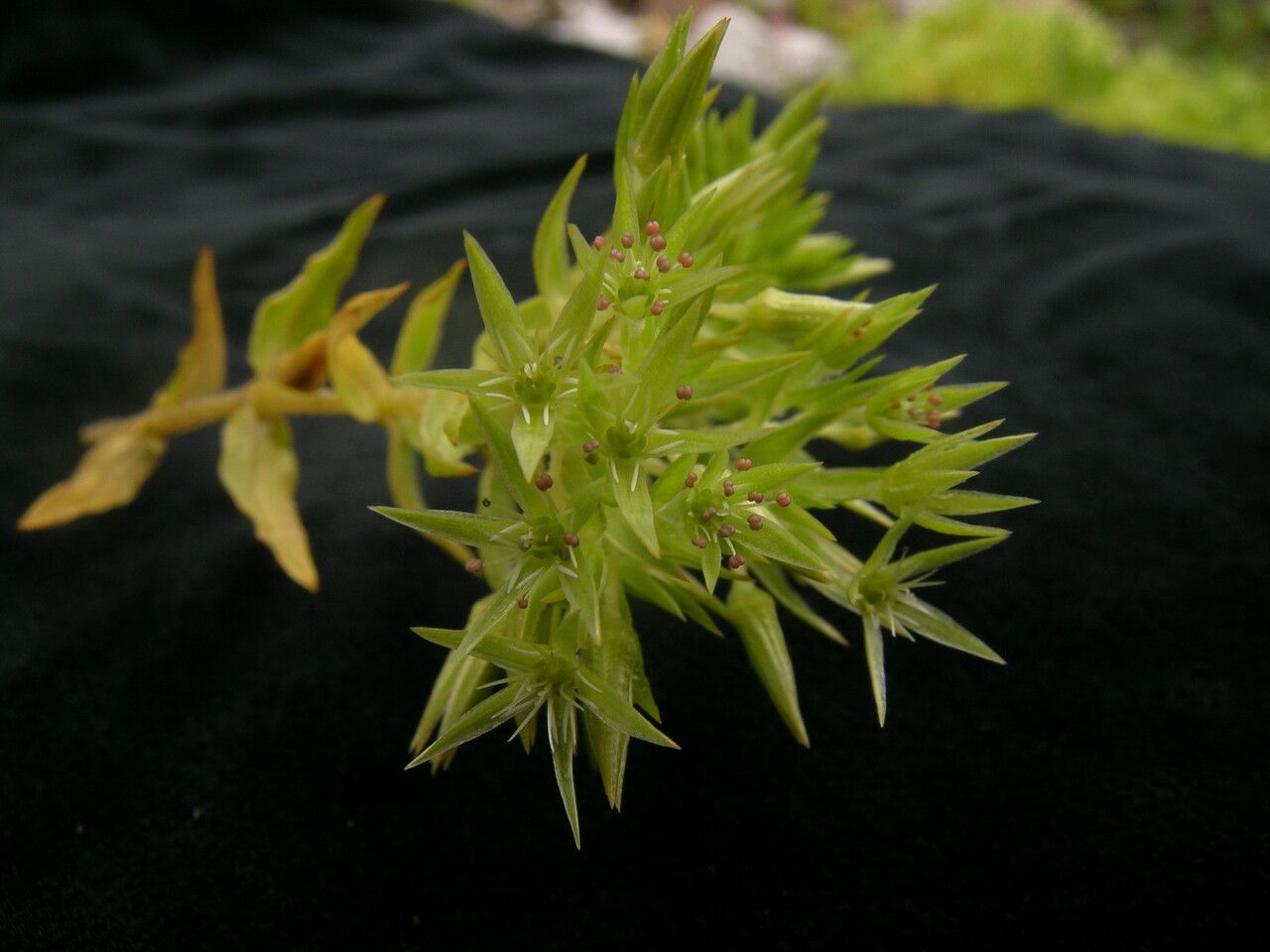 Stellaria decumbens habit