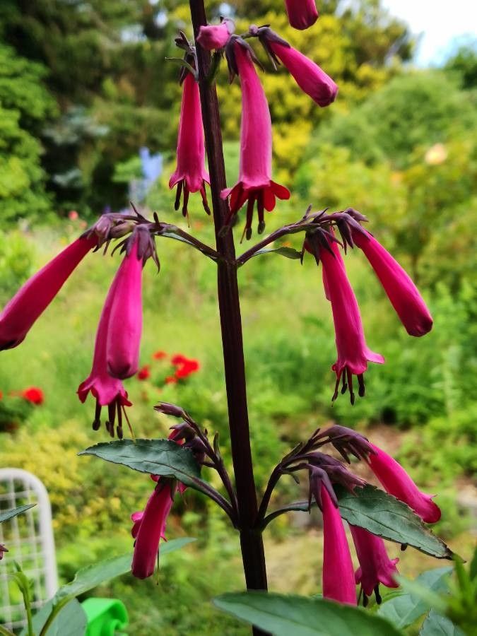 Phygelius aequalis flower
