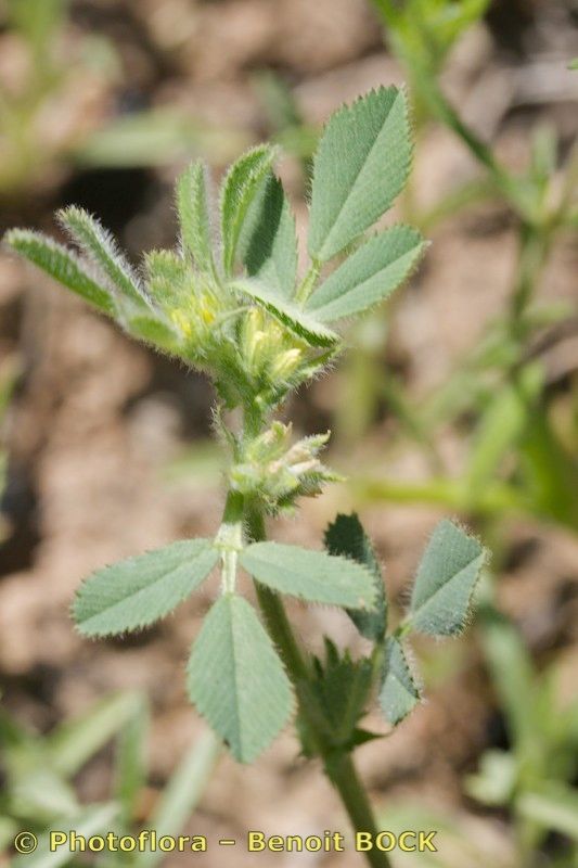 Medicago ovalis other