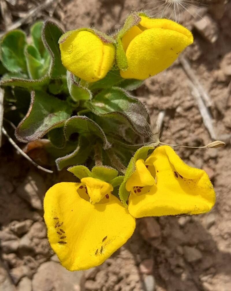 Calceolaria brunellifolia flower