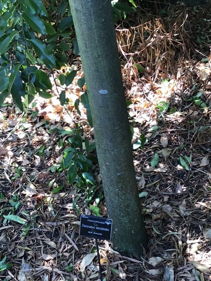 Dacrycarpus dacrydioides bark