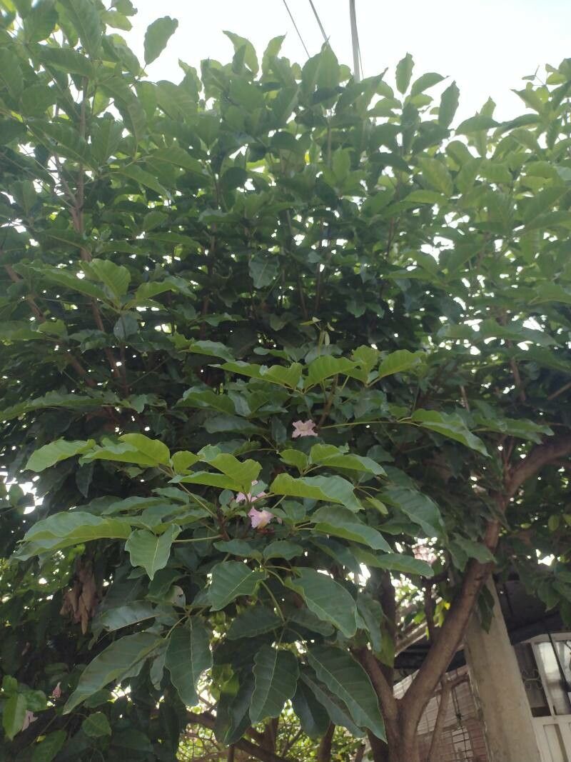 Tabebuia rosea flower
