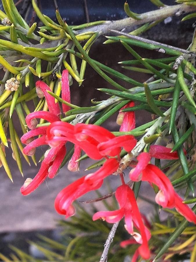 Grevillea rosmarinifolia flower