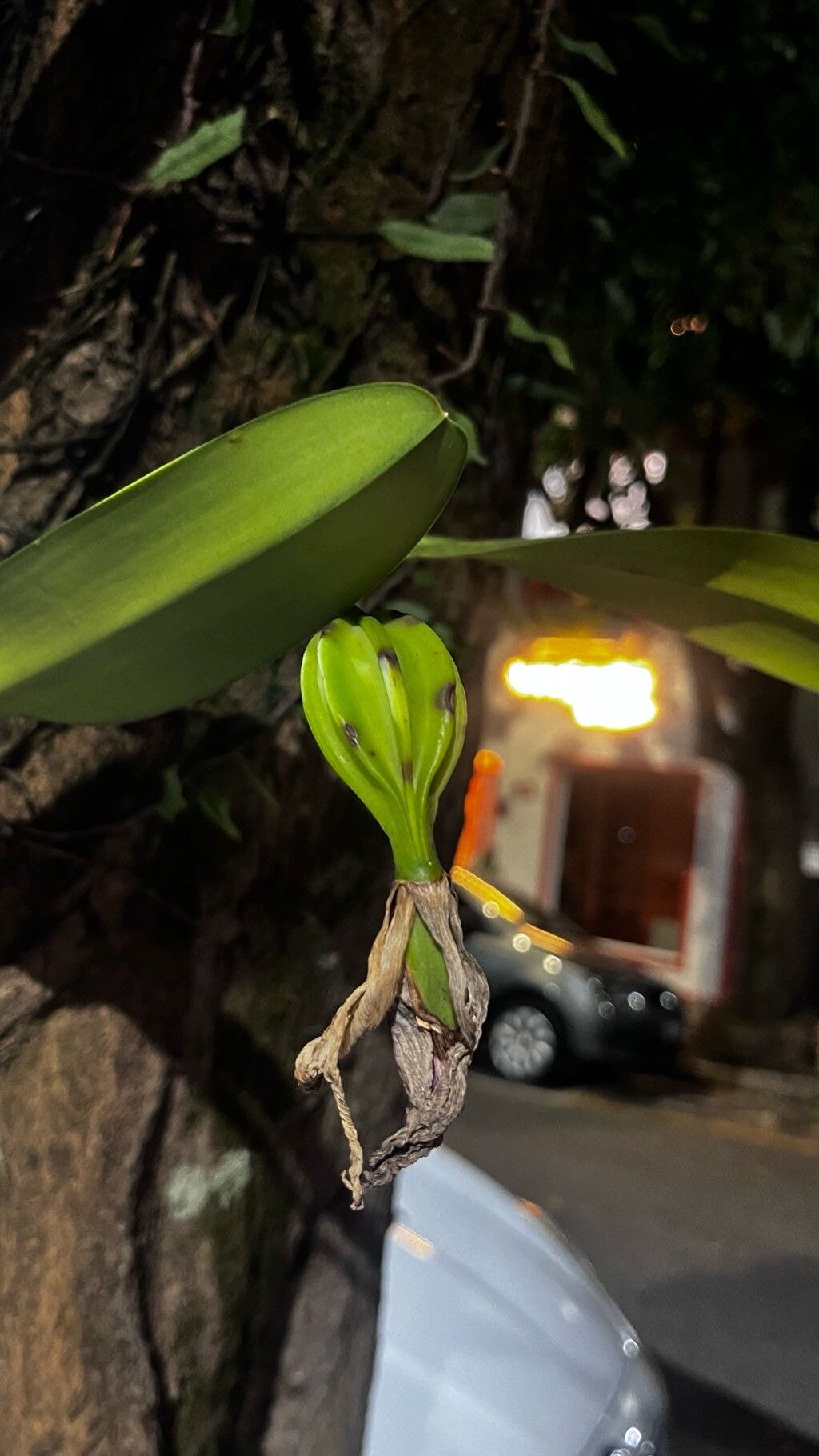 Prosthechea aemula fruit