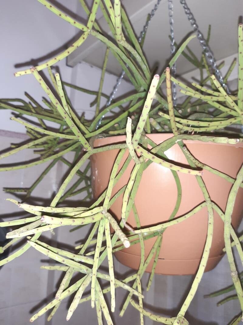 Rhipsalis neves-armondii leaf