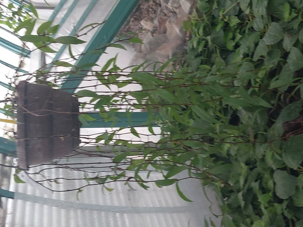 Begonia capillipes habit