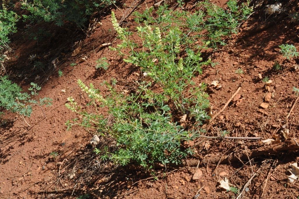 Lupinus tracyi — search result for 'Lupinus'