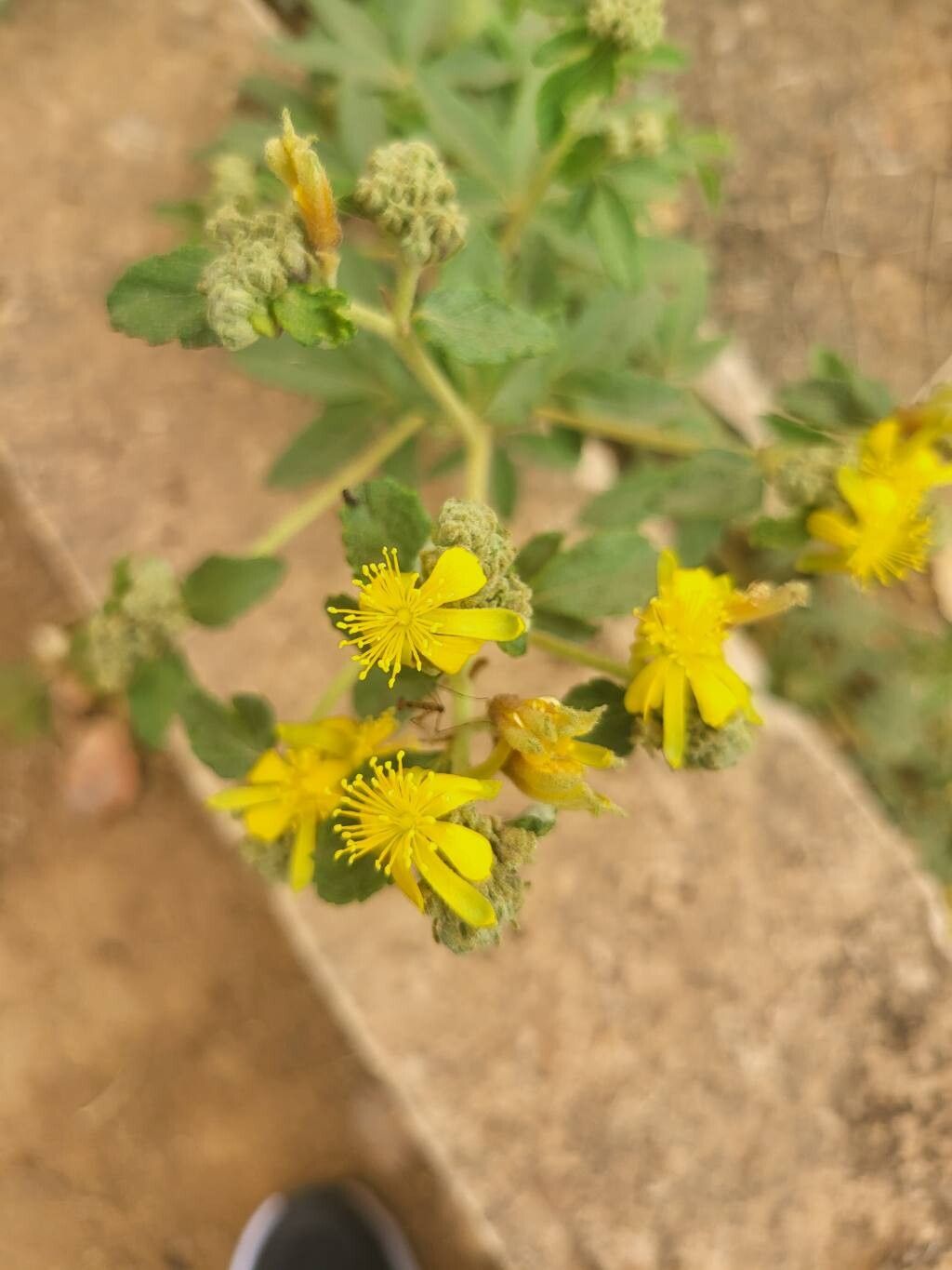 Triumfetta digitata — houseplant care guide