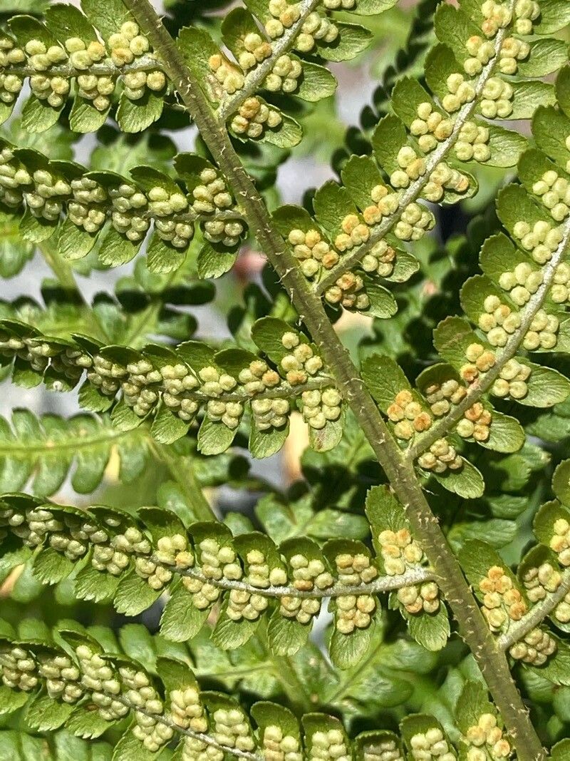 Dryopteris villarii flower