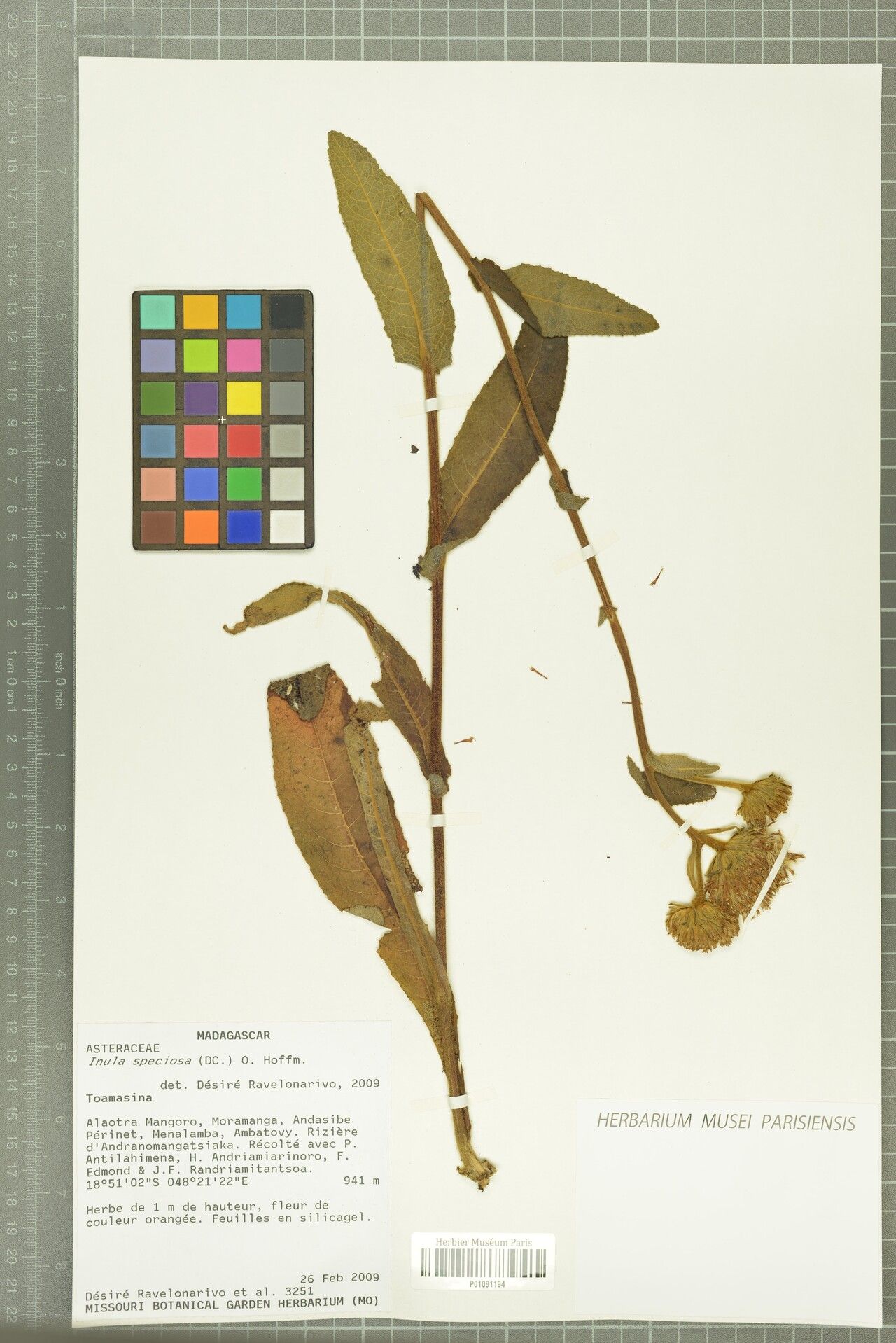 Inula speciosa — search result for 'Inula'