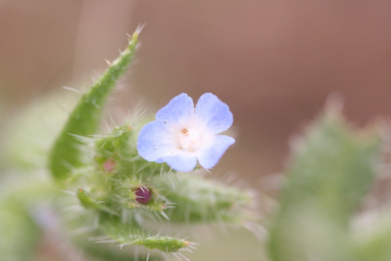 Anchusa arvensis flower