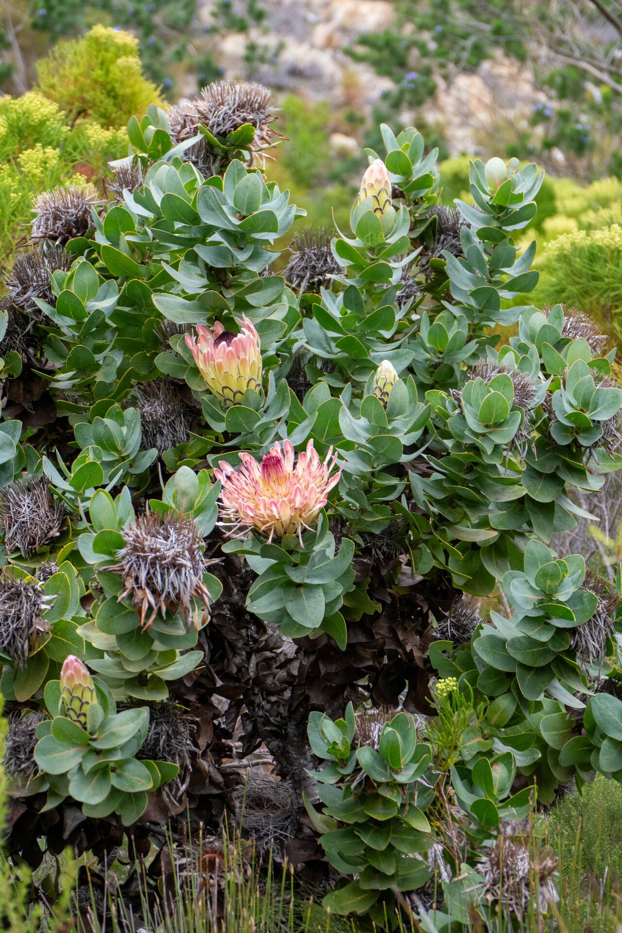 Protea eximia habit
