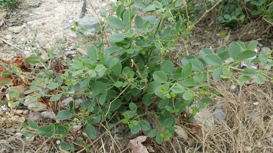 Zygophyllum fabago — search result for 'Zygophyllaceae'