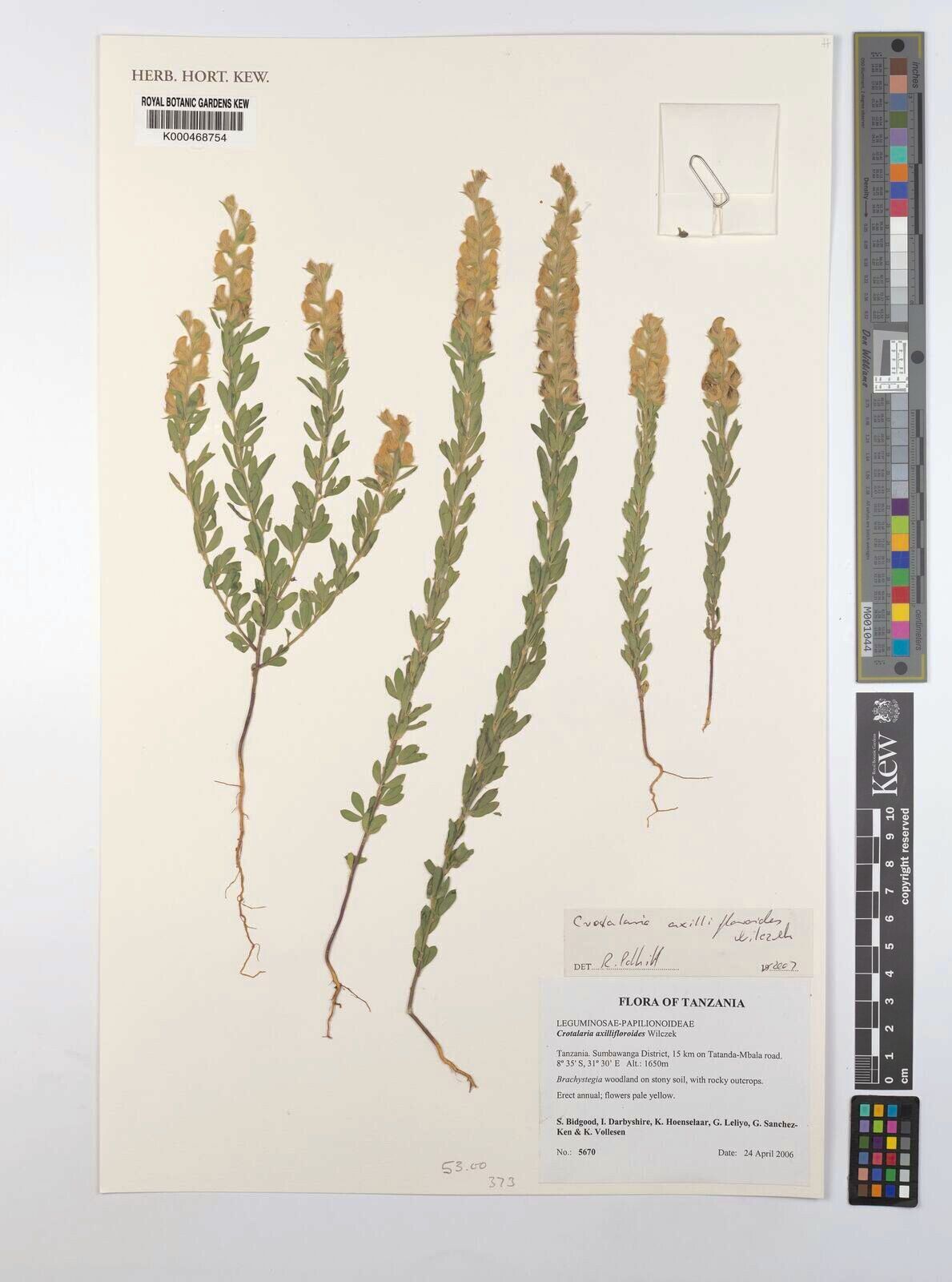 Crotalaria axillifloroides — houseplant care guide