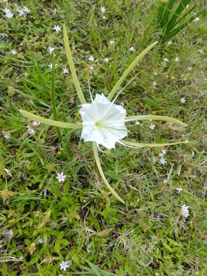 Hymenocallis palmeri flower