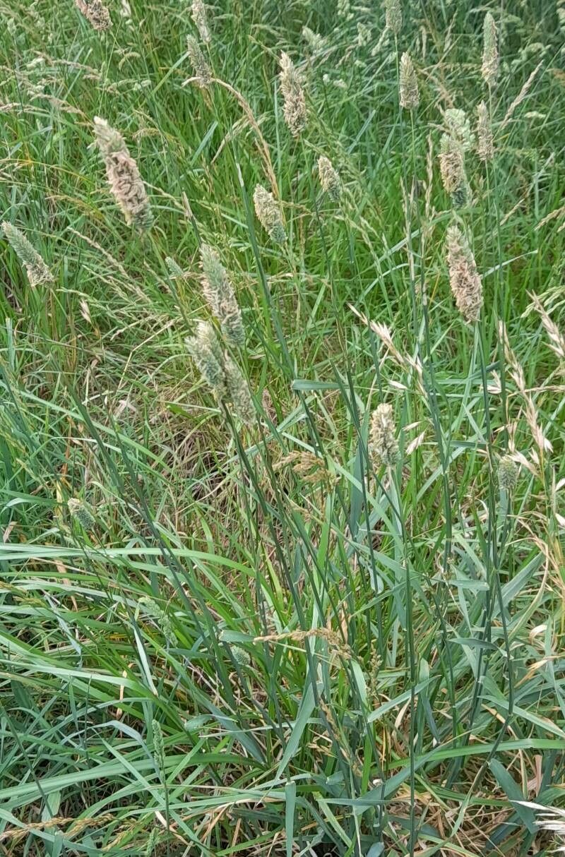 Phalaris angusta habit