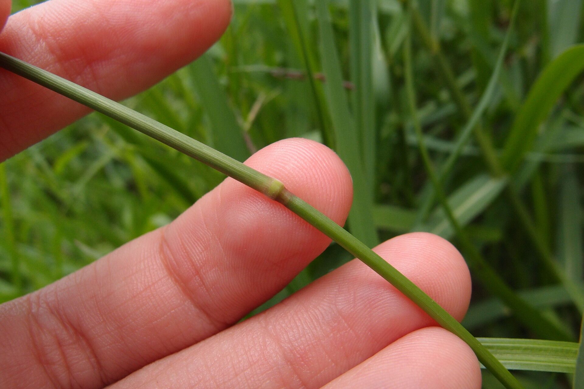 Eriochloa procera bark