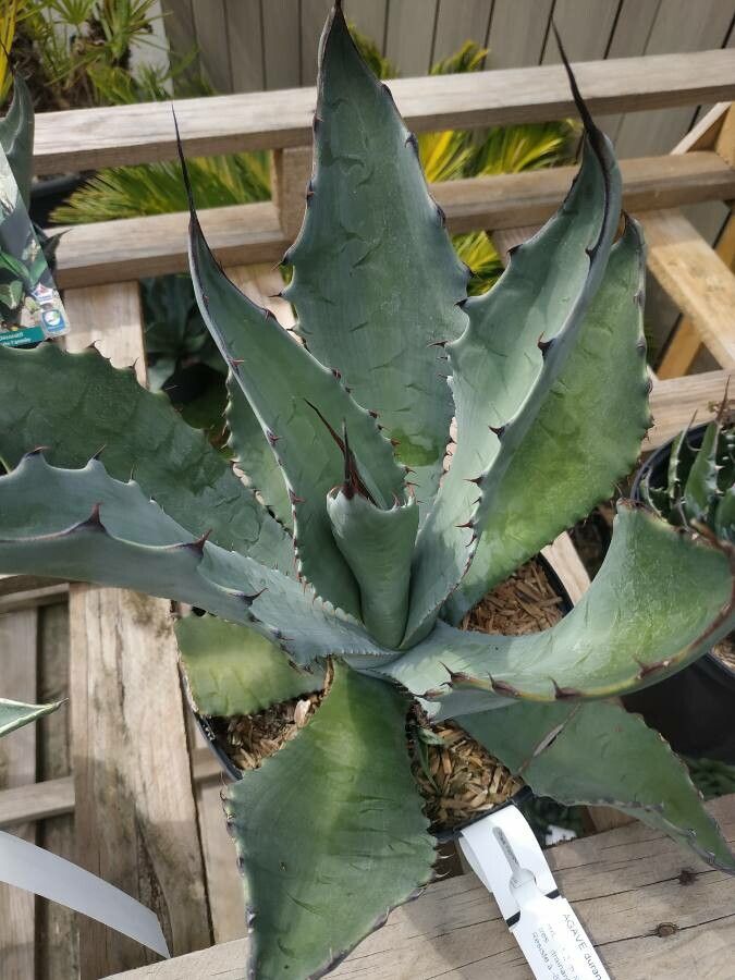 Agave durangensis habit