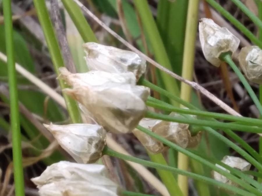 Allium neapolitanum fruit